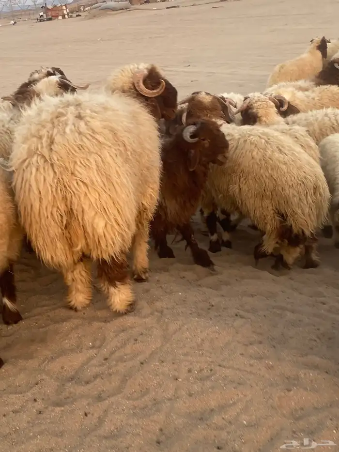 طليان نعيمي فواخر 0