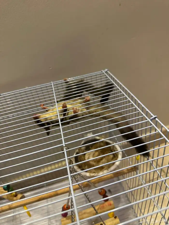 2 صغار لسنجاب طائر (شوقر جلايدر) 1