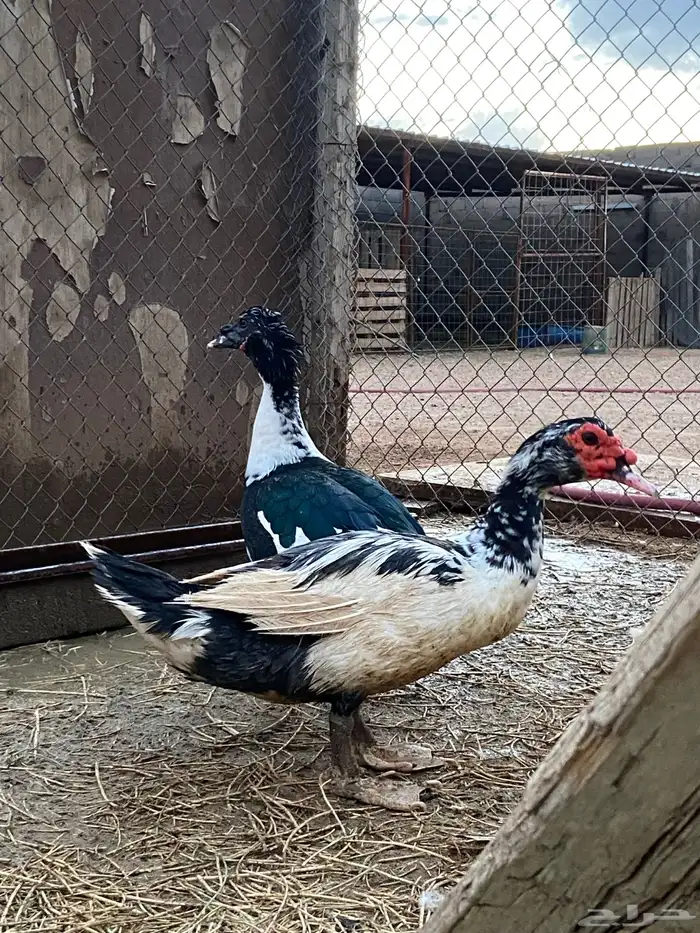 بط مصري ذكور 2