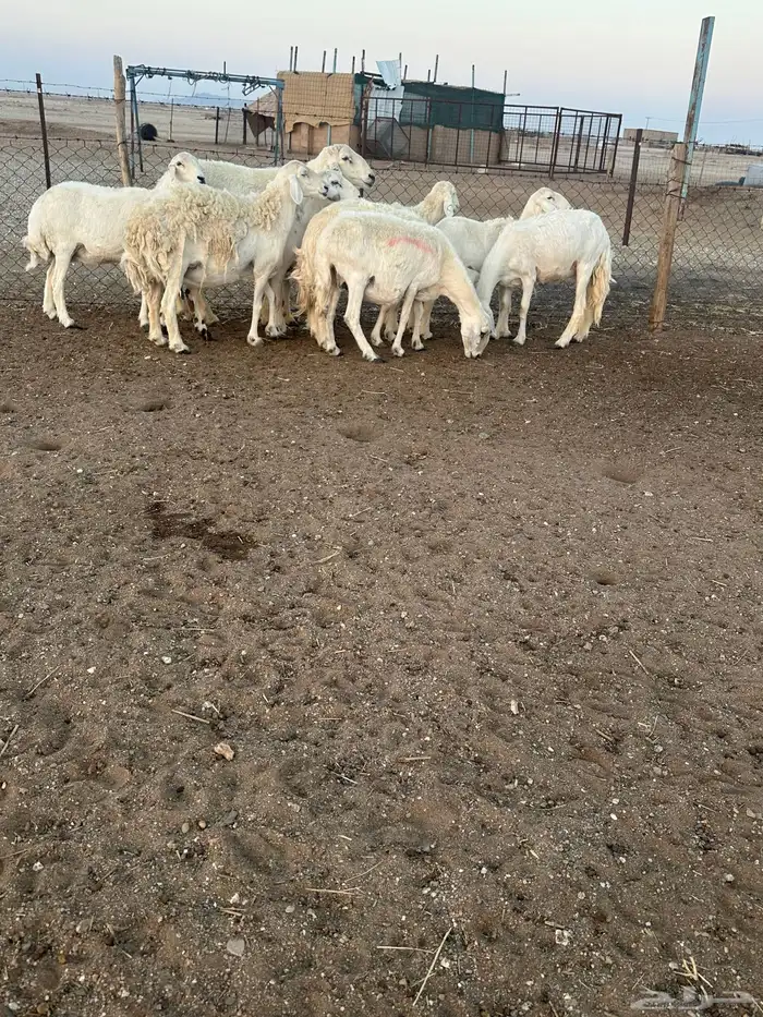 حريات مضاريع 2