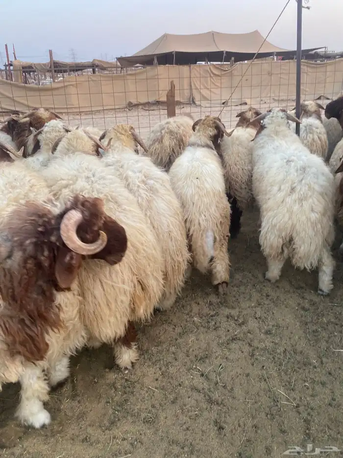 طليان نعيمي فواخر 14