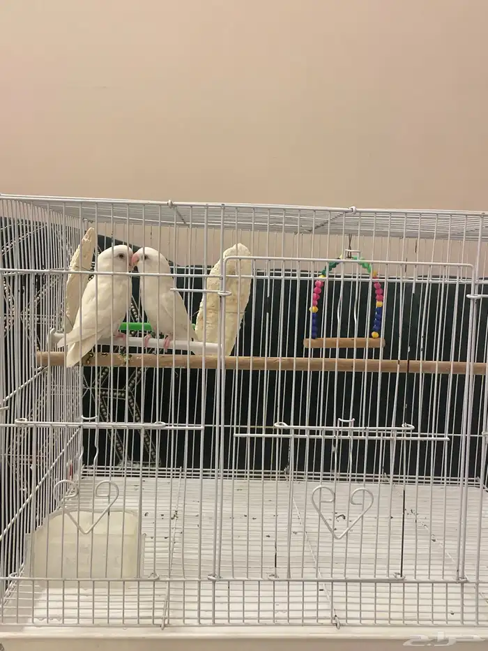 زوج روز البينو عيون حمر اليف منتج 0