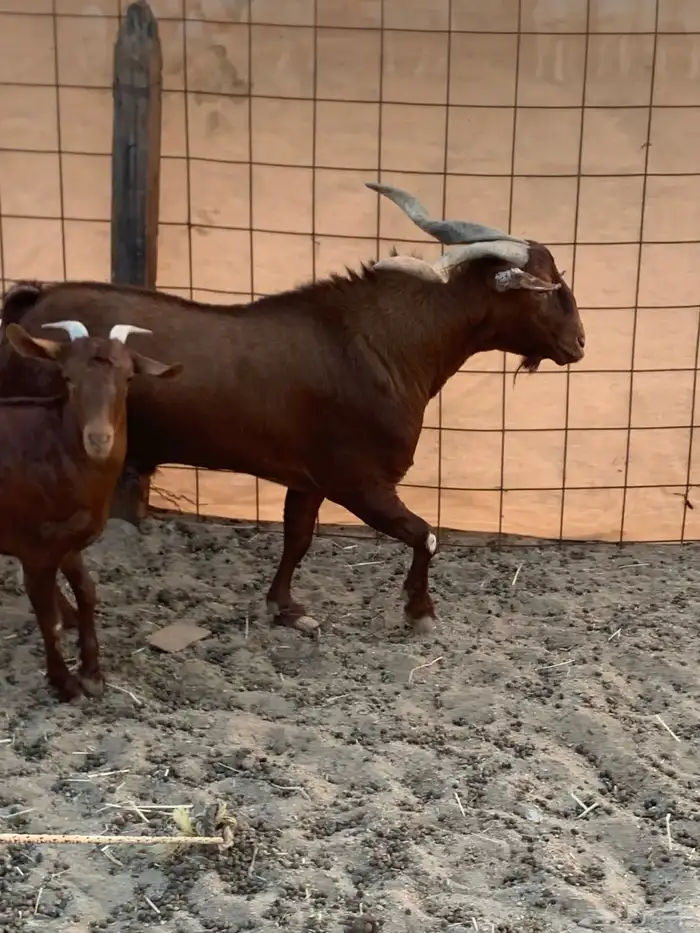 للبيع تيس فحل الدهم 2