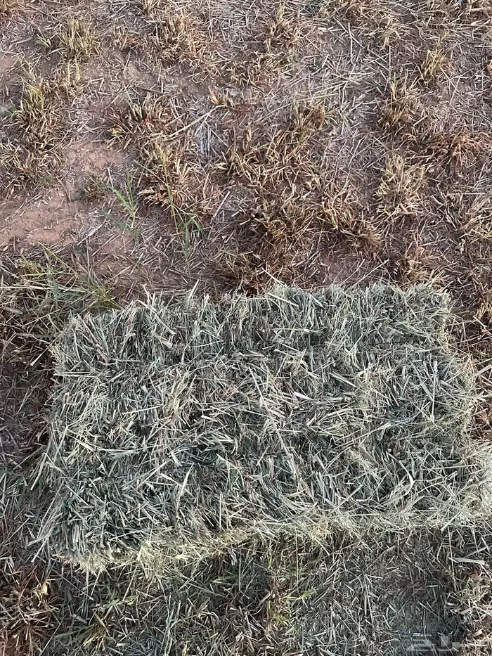 علف ابلوبنك 1