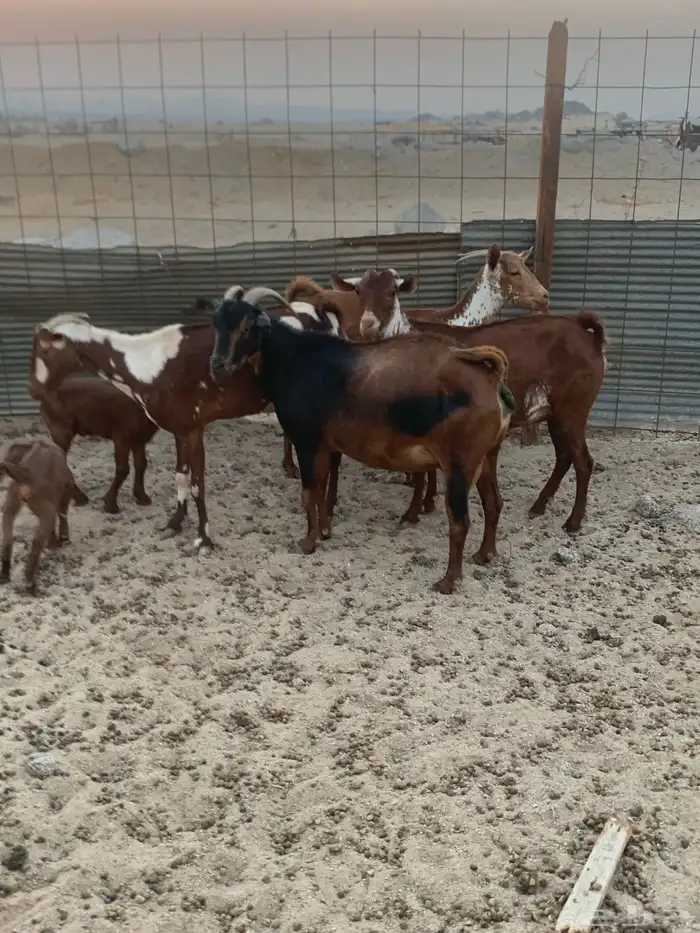 للبيع معزا جنوبية مواليد ودفيع 6