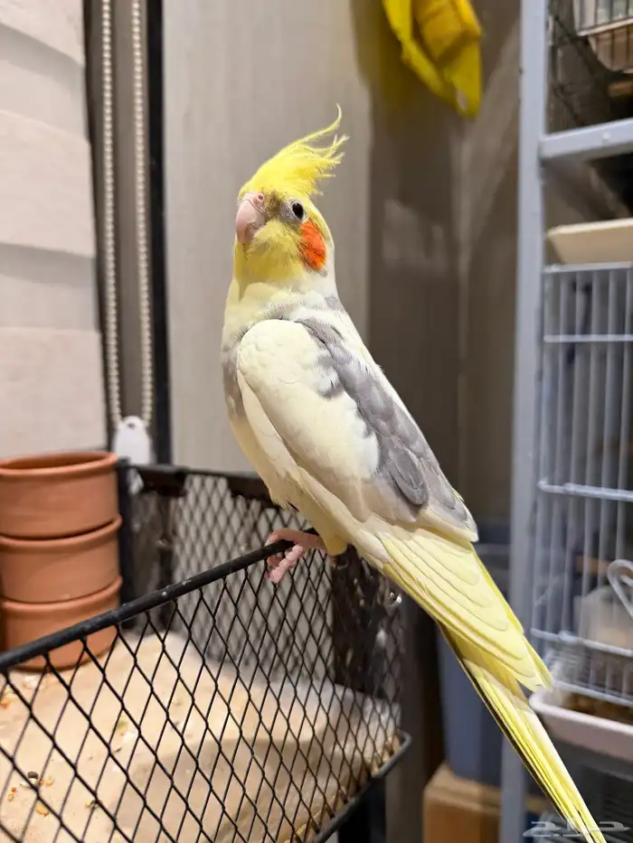 للبيع - كروان متكلم وأليف 0