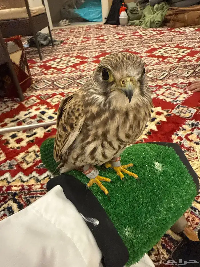 طير انثى للبيع على السوم 0