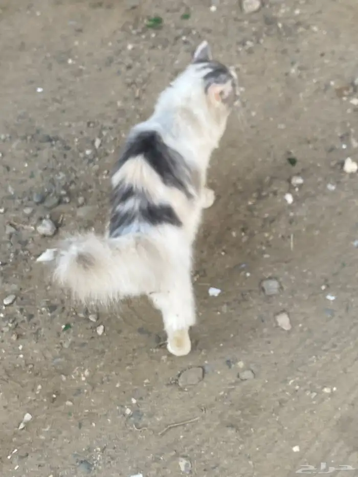 السلام عليكم اقدم لكم قطه أمريكية للبيع ألون ابيض 2