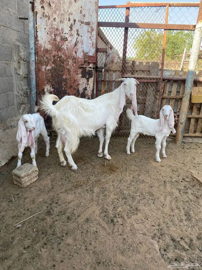 عنز مشروك بيضا 0