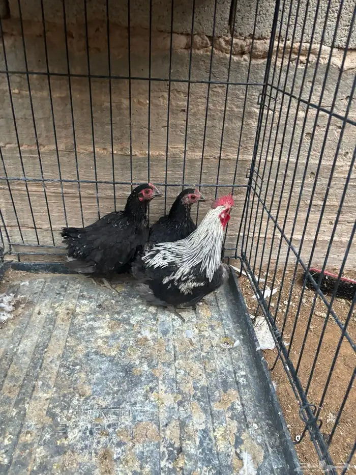 للبيع دجاج جابنيز. 0