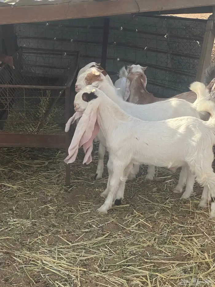 الطايف السديرة الحمادين 1