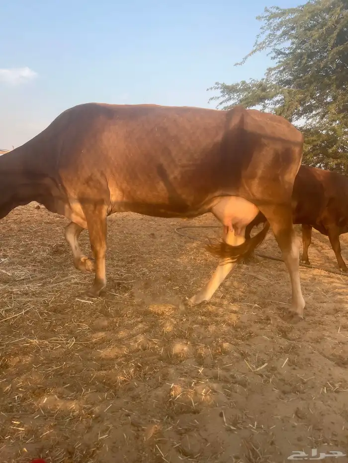 بقره للبيع 0