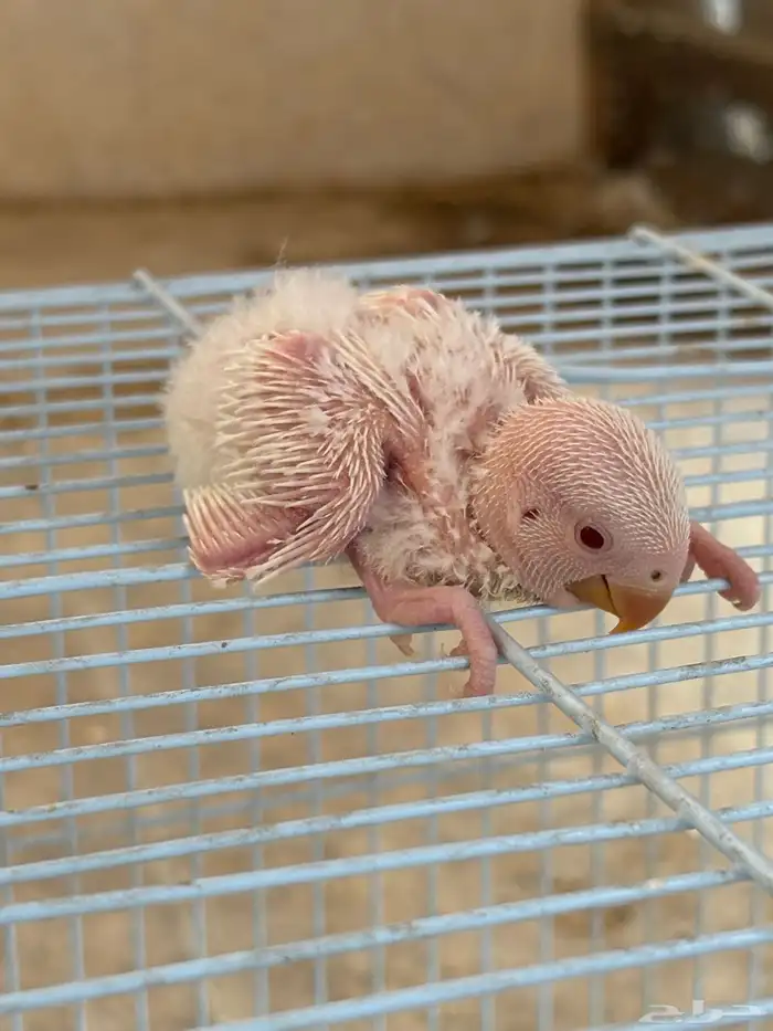 طيور روز فروخ 1