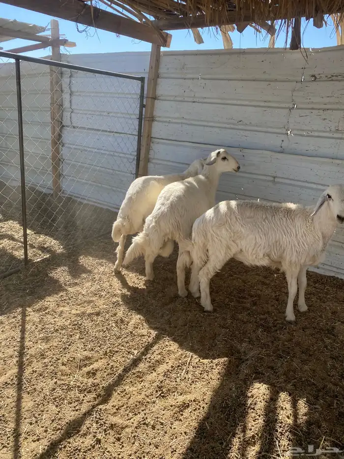 3 خرفان جبرة شرط علفها فقط برسيم رودس شعير من حلالي 6