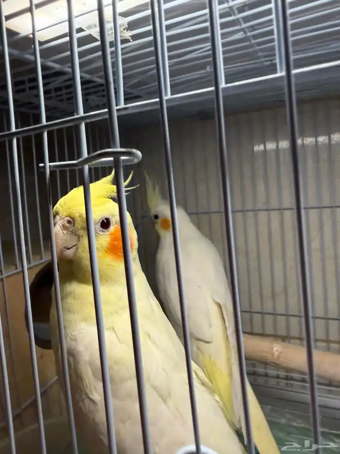 عرض لكم جوز كروان لاتينو اليف متكلم 4