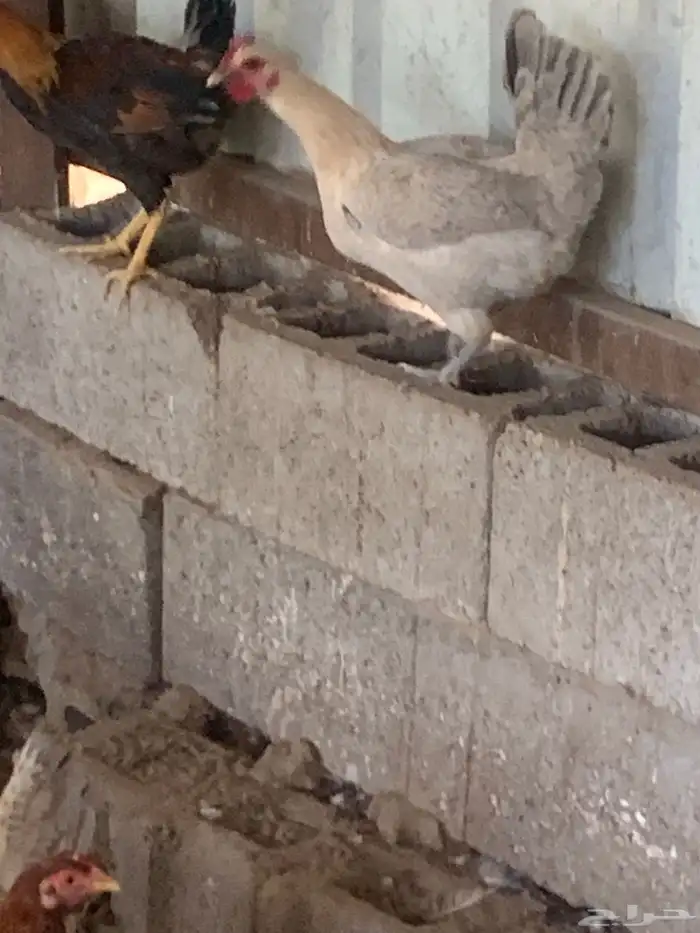 دجاج فيومي جولد صافي 3