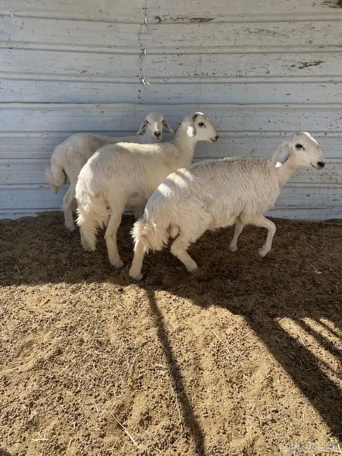 3 خرفان جبرة شرط علفها فقط برسيم رودس شعير من حلالي 4