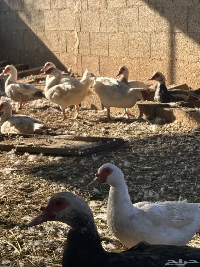 بط مصري بح 2