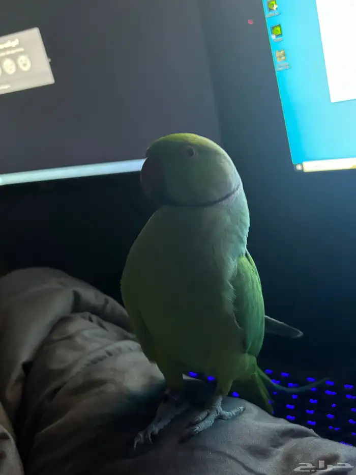 درة هندية ذكر اليف متكلم - ذكر روز اليف 2