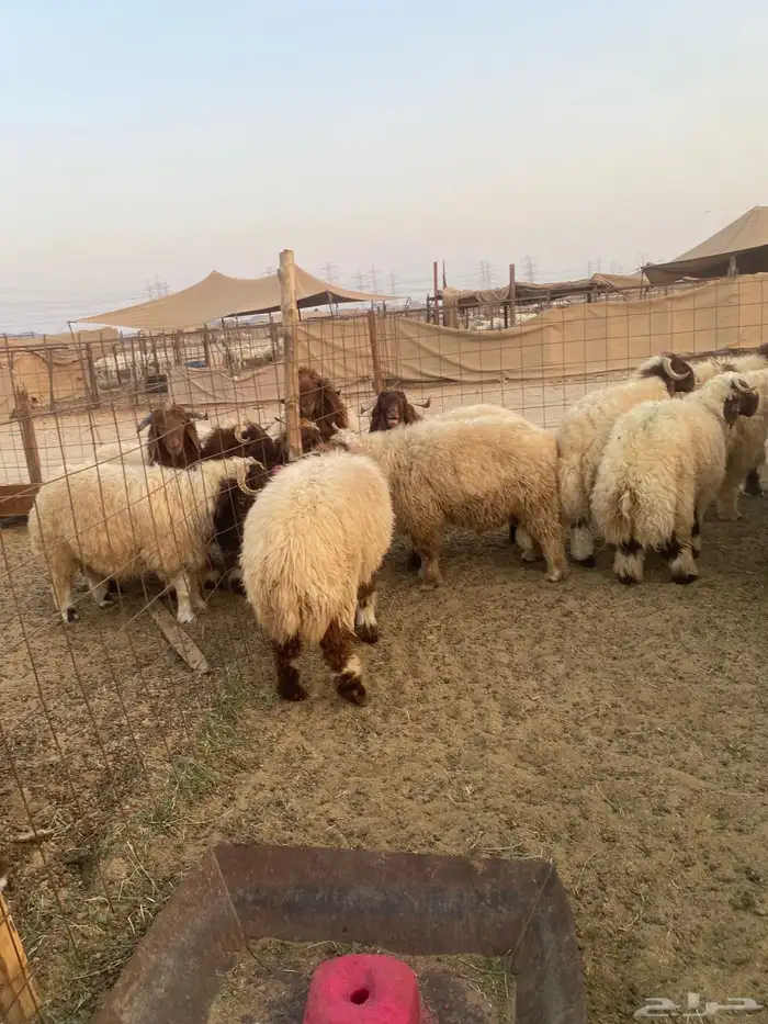 طليان نعيمي فواخر 7