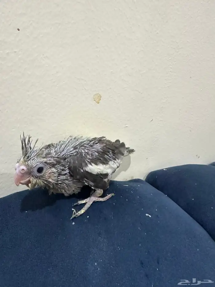 فروخ كروان 3