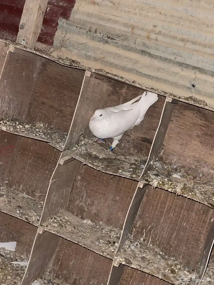 حمام لاحم ابيض جامبو 2