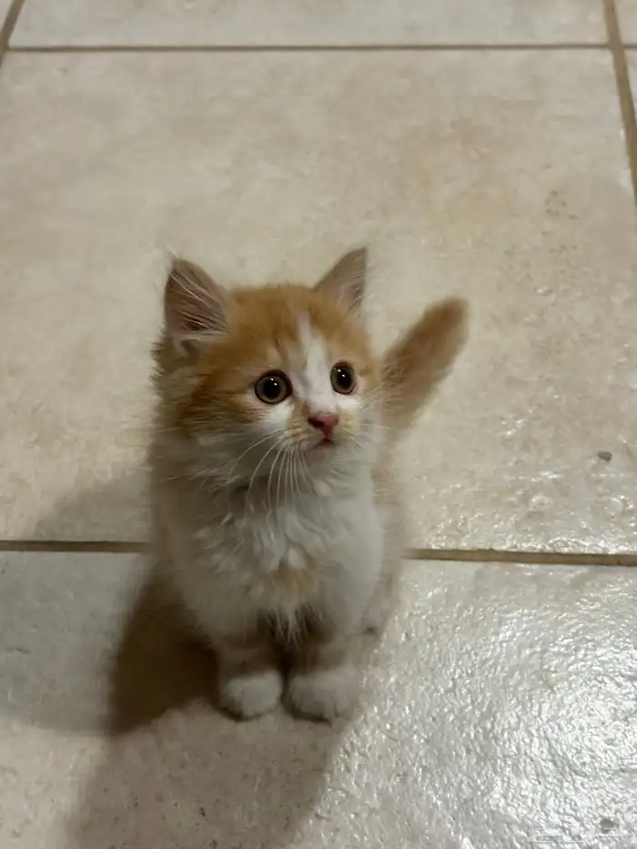 كيتن للبيع 0