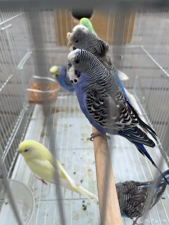 طيور بادجي 1