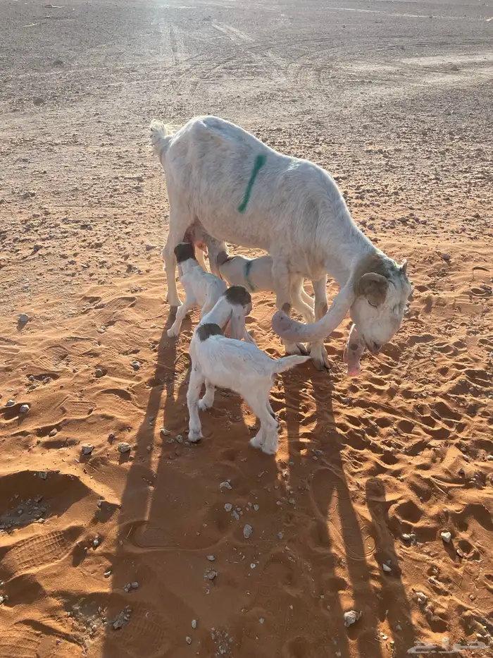 معزا متابيع 37