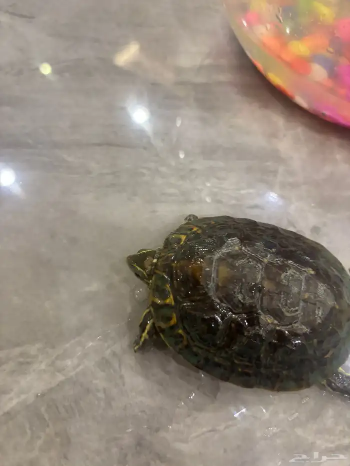 سلحفاه للبيع 2