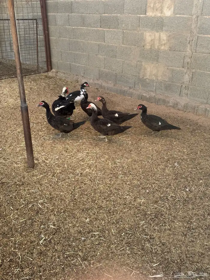 بط بلدي او مصري 2