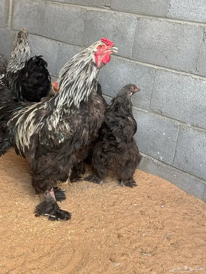 دجاج امريكي للبيع ودجاج بلدي للبيع 0