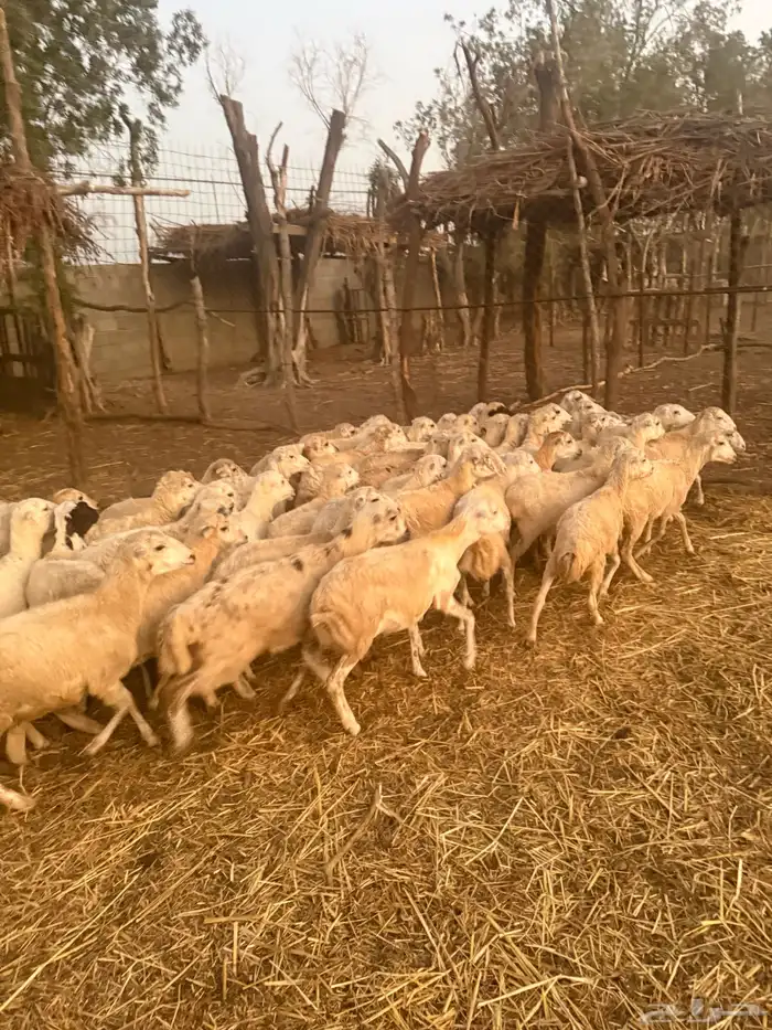 رخال رفيدي من 600 ريال 0