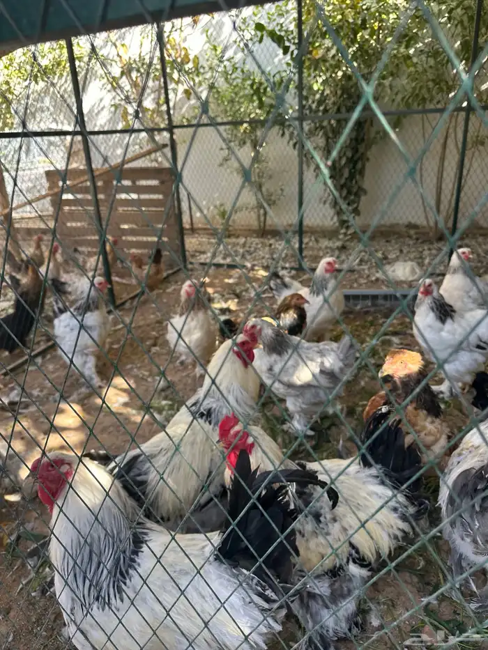 دجاج بلدي ودجاج براهما كلومبي وشبوك دجاج 3 2 وخزان ماء 12