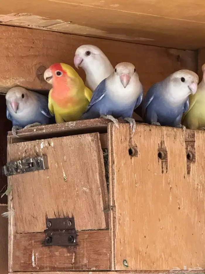 ازوج روزمنتجه 1