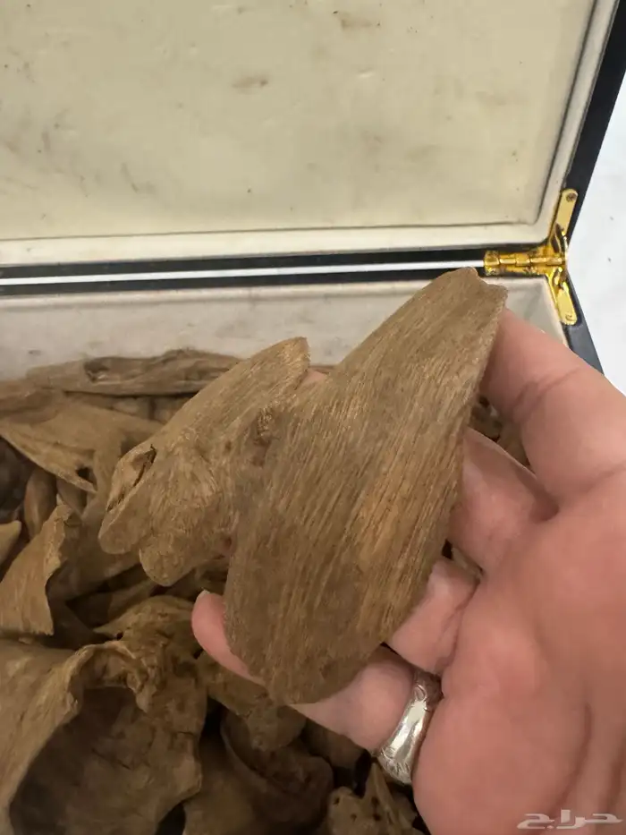 نوادر المروكي ( أندر ووتر ) غطاس   من المقتنيات 5