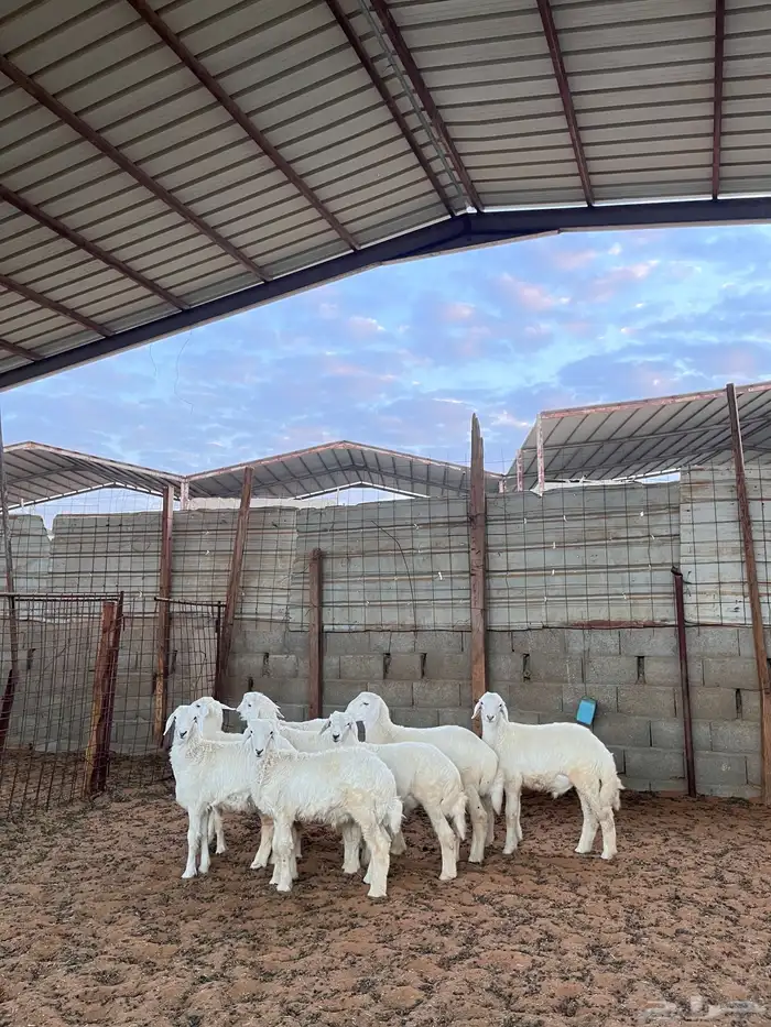 ذبائح للبيع 9