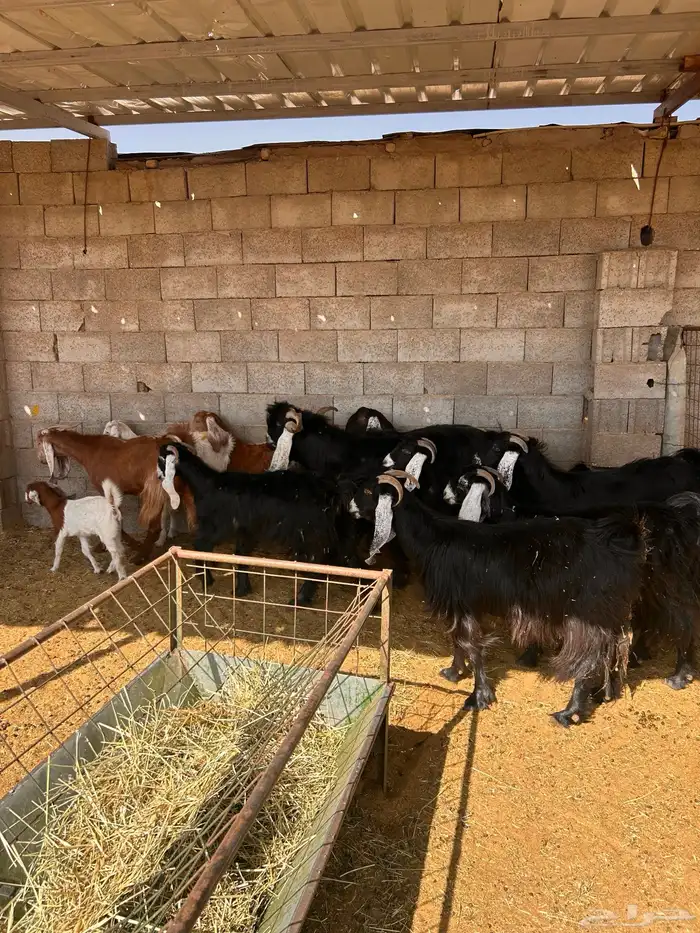 معزا مراح للبيع 0