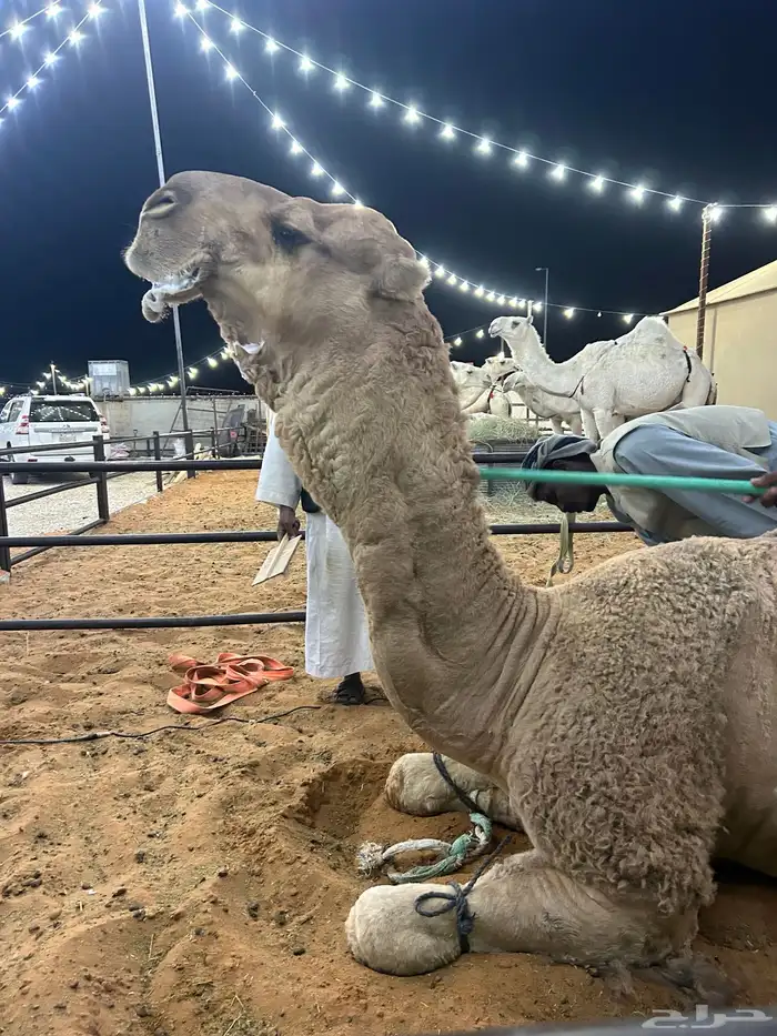 بعير للبيع 0