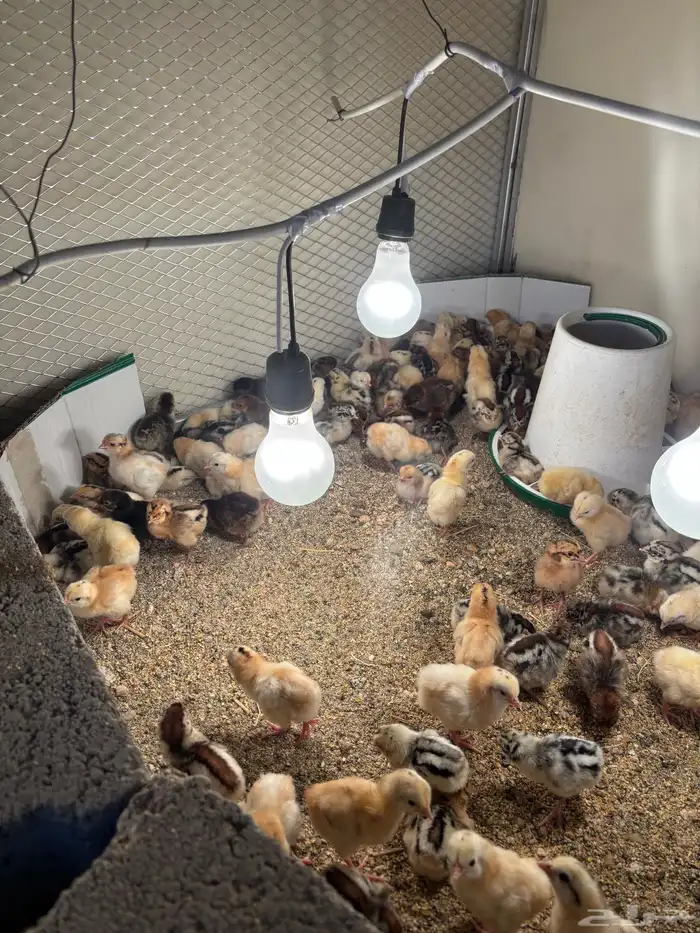 صوص بلدي للبيع 0