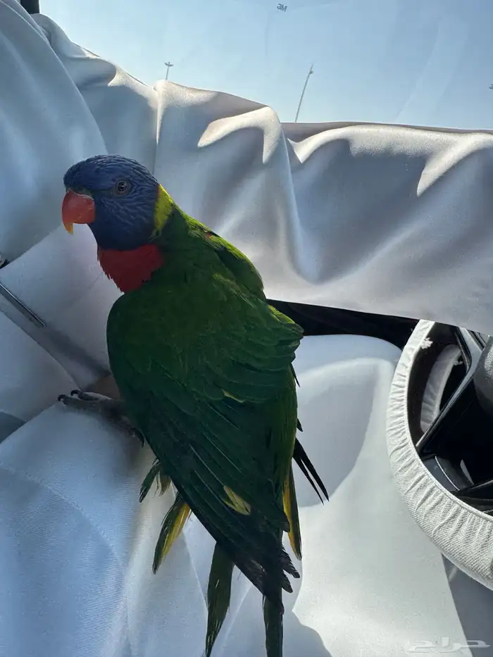 ببغاء لوري رينبو للبيع 0