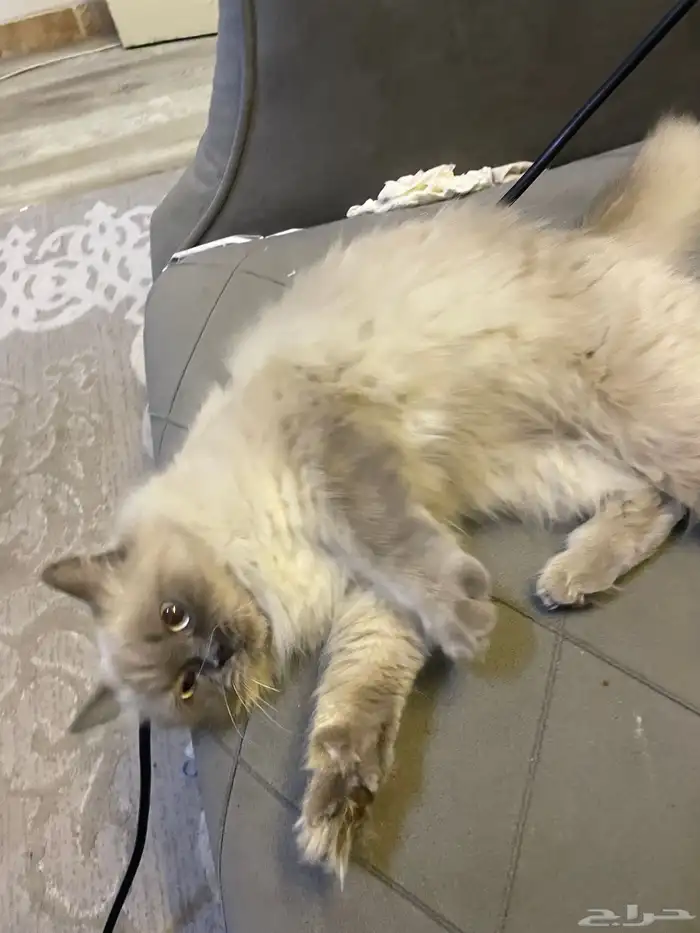 قط هملايا للبيع صغير عمره ثلاث شهور 0