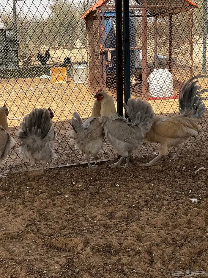 دجاج فيومي 2