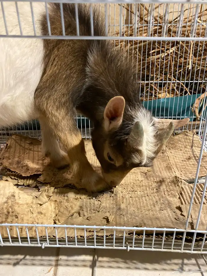 تيس قرم عمر 11 شهر 2