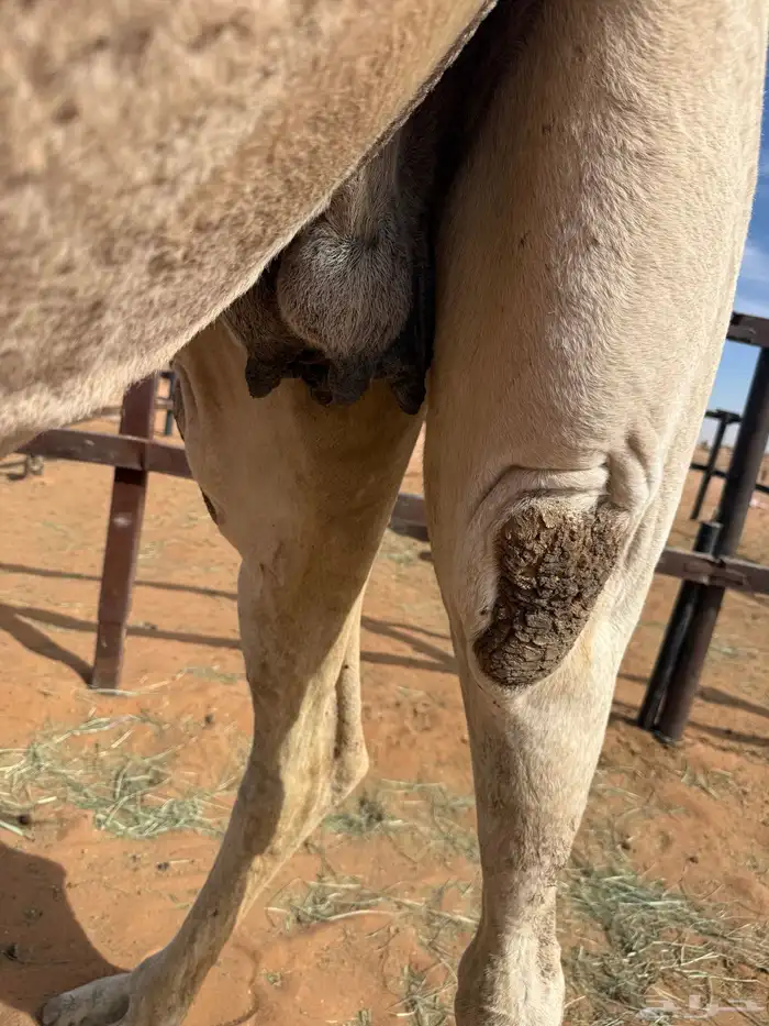 ضريبه شقحا 5