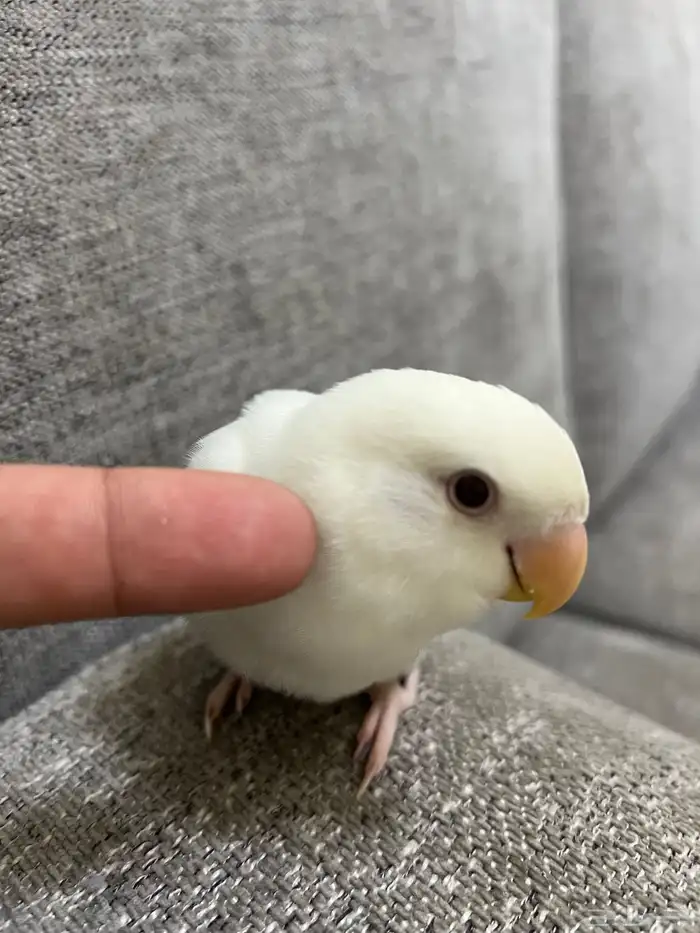 طيور روز ماشاءالله 6