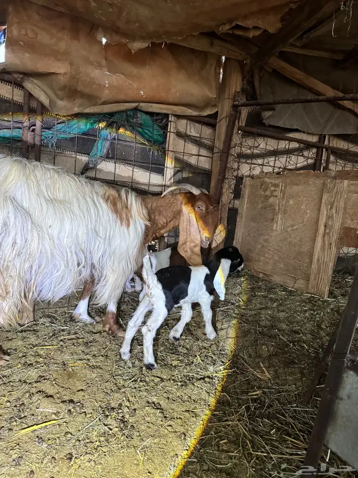 للبيع عنز طيبة متاومة 5