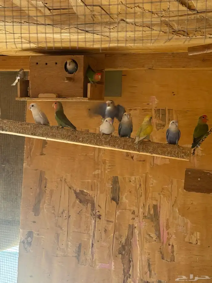 ازوج روزمنتجه 4