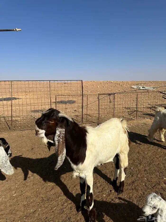 تيوس جذعان 2