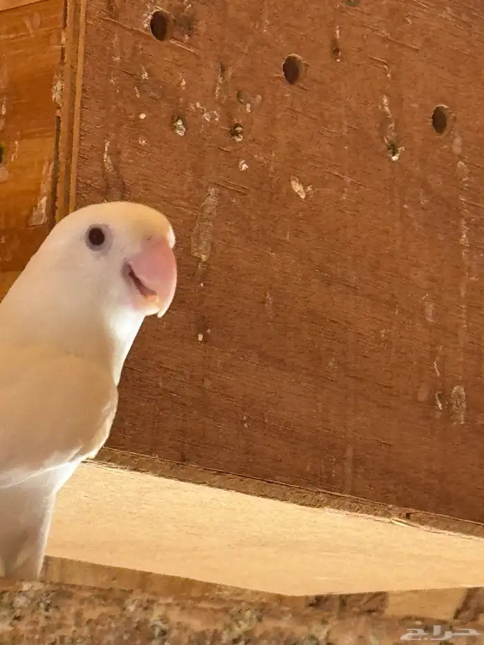 ازوج روزمنتجه 0